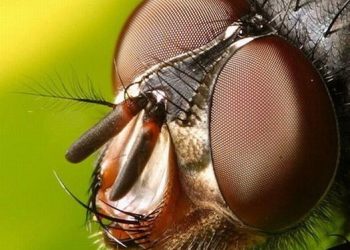 أمخاخ الذباب الاناث