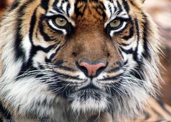 فيديو غريب: كلبة ترضع نمراً