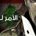 3 شروط لوقف اطلاق النار في عرسال بين الجيش والمسلحين
