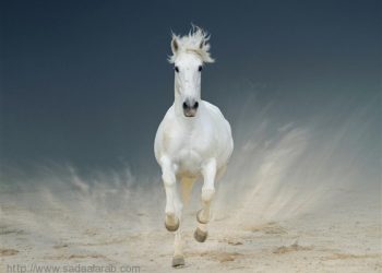 بالصور... شاهد أجمل الخيول في العالم