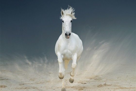 بالصور... شاهد أجمل الخيول في العالم