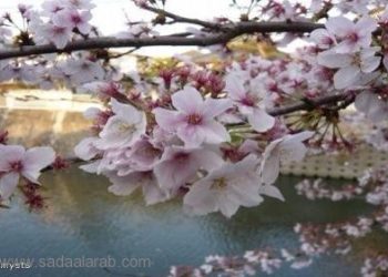 بذرة ( فضائية ! ) لشجرة الكرز تزهر مبكرا