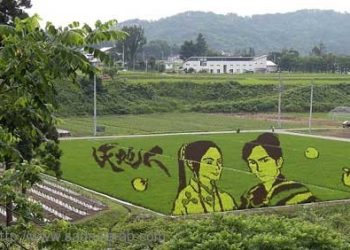 شاهد فنون زراعة الأرز في اليابان