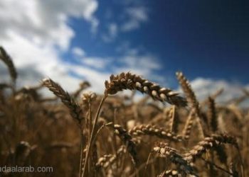 القمح الروسي يعود لأسواق التصدير