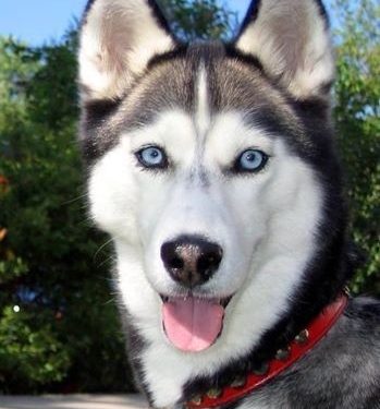 الكلب والاقتناء