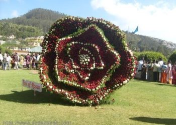 بالصور.. قطع فنية من الأشجار والزهور لجمال حديقة بيتك