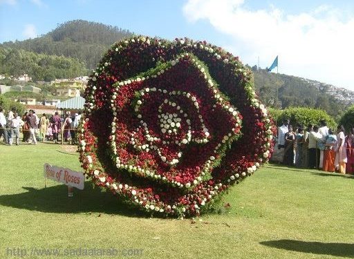 بالصور.. قطع فنية من الأشجار والزهور لجمال حديقة بيتك