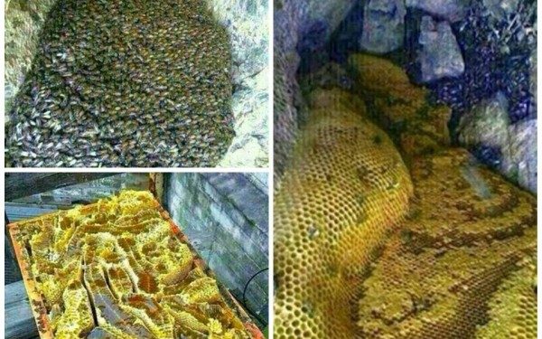 إكتشاف أنهار من عسل بجبال حضرموت باليمن . شاهد بالصور