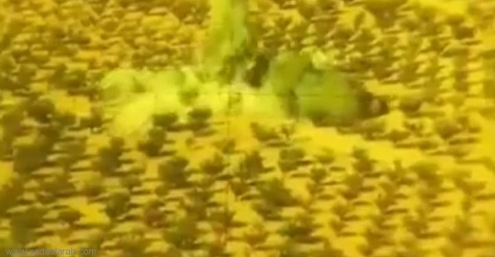 فيديو: طائرة استطلاع لحزب الله تستهدف المسلحين في جرود عرسال