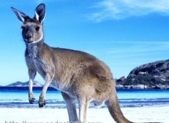 الكائن الحي الوحيد الذي لا يشرب المياه ولو شرب يموت