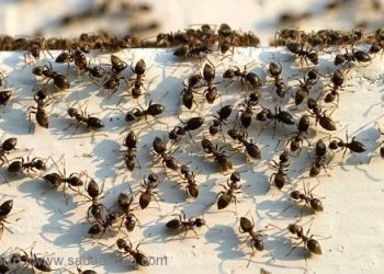 معجزة النمل.. أكثر كفاءة من «غوغل»!