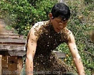 دبابير تهاجم عائلة و تقتل أم وطفلتها