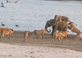 فيديو: فضيحة .. الأسود تتقهقر امام فيل صغير