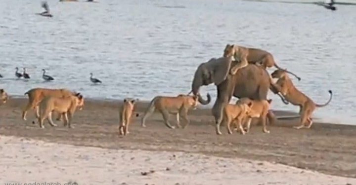 فيديو: فضيحة .. الأسود تتقهقر امام فيل صغير