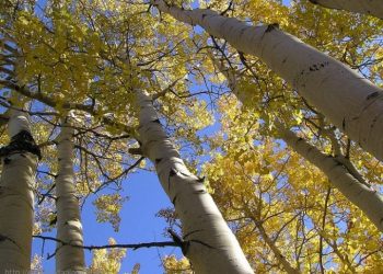 هل تعلم ما هو أكبر مخلوق على سطح الأرض؟!.. ستفاجئك الإجابة