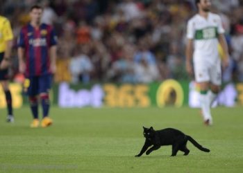 لقطة طريفة قط يوقف مباراة برشلونة والتشي