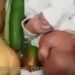 بالفيديو.. شخص في السعودية يطهو رضيعاً قائلاً.. هذا غدانا اليوم