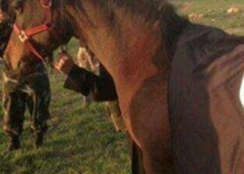 بالصورة: داعش يكشف عن أول حمار مجند لديه!