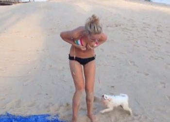بالفيديو: كلب يحاول تعرية شابة بلباس البحر!
