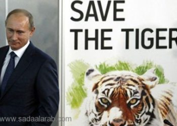 نمر بوتين يلتهم الماعز في الصين