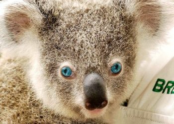 فيديو.. إنقاذ حياة "كوالا" بالنفخ في الفم