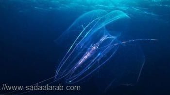 حيوان بحري يجدد مخّه 4 مرات خلال 4 أيام!