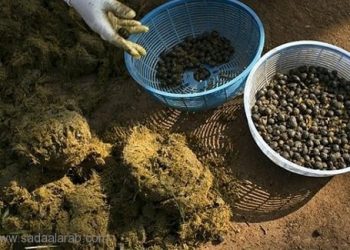 أغلى فنجان قهوة فى العالم من روث الحيوانات