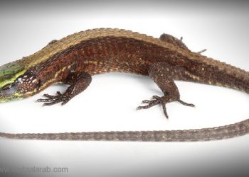 اكتشاف نوع جديد من السحالي في الإكوادور